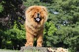 CHOW CHOW 374